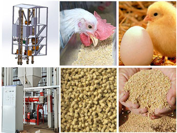 Chicken Feed Machinery