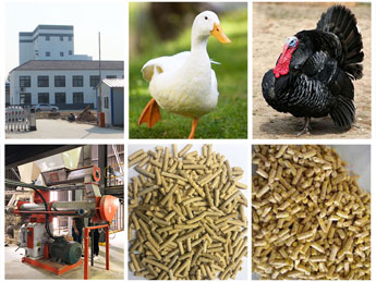 Poultry Feed Production Line
