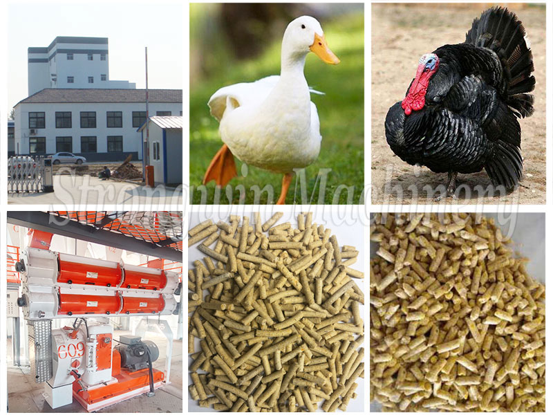 Poultry Feed Machinery