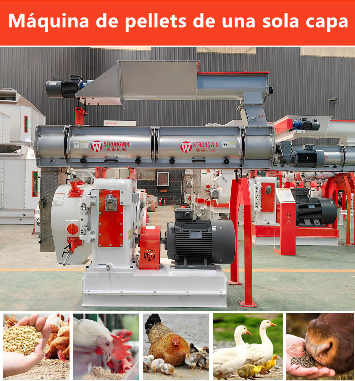 La m&aacute;quina de pellets de alimento de una sola capa puede producir alimentos animales comunes para aves de corral y ganado, como patos, pollos, aves, ganado, ovejas, etc.